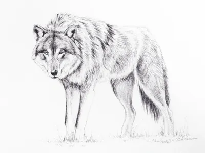 Волк рисунок арт (23 фото) » Рисунки для срисовки и не только | лисы  фэнтэзи | Постила