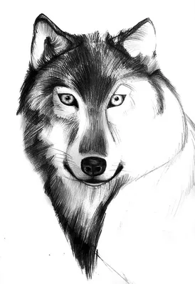 Рисунки волка для срисовки (100 фото) • Прикольные картинки и позитив