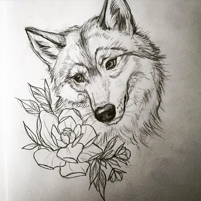 100 картинок волка карандашом для срисовки