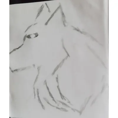 Красивый волк рисунок карандашом для срисовки