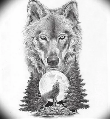 Волк рисунок простой - 70 фото