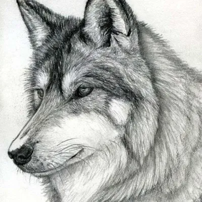 Красивые рисунки волков - 86 фото