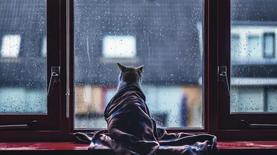Фото жизнь - Николай Сиделёв - Природа - А за окном дождь.