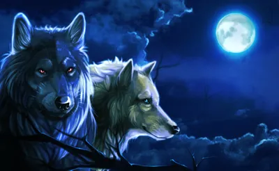 Картинки два волка обои