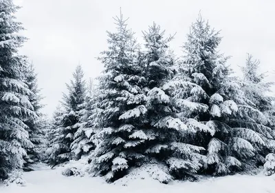 Елки в снегу | Пейзажи, Снег, Зимний снег
