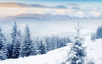 ветка елки в снегу фотография Stock | Adobe Stock