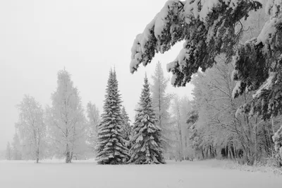 Зимой Snowcovered филиал новогодней елки. Елка в снегу. Первый снег.  Природный фон Стоковое Фото - изображение насчитывающей сезон, зеленый:  201801446