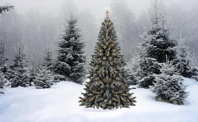 Купить Елки в снегу, 21 шт. – Santa's Village