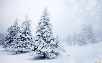 новогодняя елка на фоне снега и ночи, картина рождественской елки,  рождество, Рождественская елка фон картинки и Фото для бесплатной загрузки