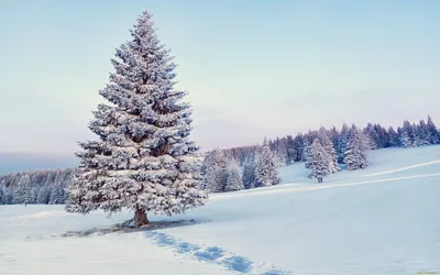 Искусственная елка Сосна естественная покрыта снегом - Рождественские  украшения FairyTrees