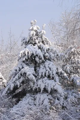 Ёлки,снег, профессиональное фото, …» — создано в Шедевруме