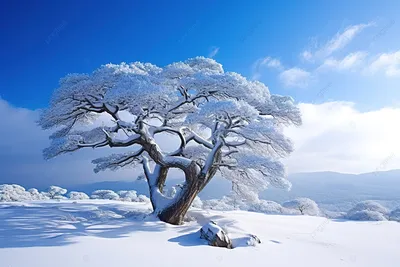 Wallpapers Pictures Fhd Winter Tree In The Snow 4k Background, Winter,  Season, High Resolution Background Image And Wallpaper for Free Download