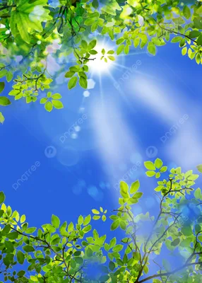 солнечный свет листья фон лето Обои Изображение для бесплатной загрузки -  Pngtree