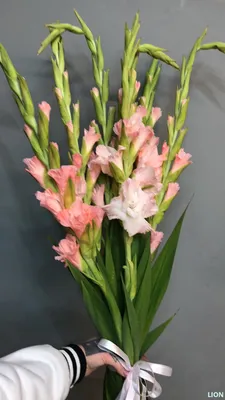 Гладиолус красный - заказать и купить цветы с доставкой | Donpion