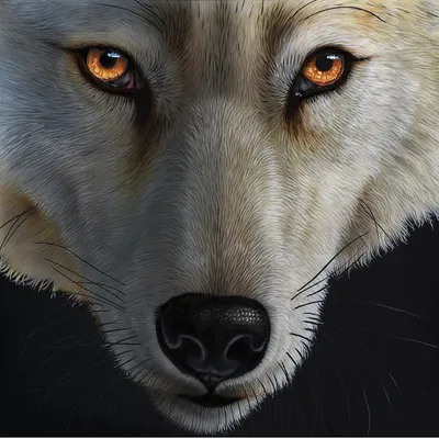 Картинки глаза волка обои