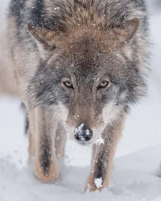 Смотреть в глаза волка тимберса Стоковое Изображение - изображение  насчитывающей смотреть, снежок: 145442769