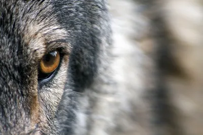 Фото волка, который делает глаза …» — создано в Шедевруме