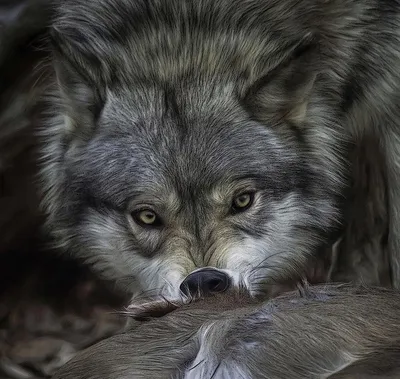 Волк Глаз Шерсть - Бесплатное фото на Pixabay - Pixabay