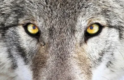 Тату глаза волка (ФОТО) - загадочность и сила в одном образе - trendymode.ru