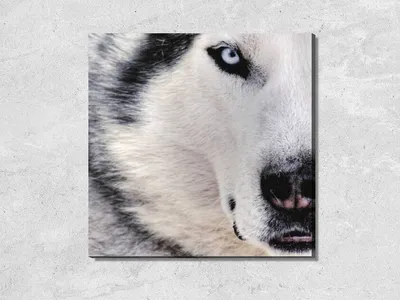 Глаза волка стоковое изображение. изображение насчитывающей ангстрома -  105379063