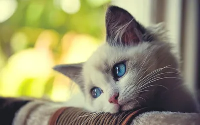 Милый грустный кот с красивыми глазами. котик Стоковое Изображение -  изображение насчитывающей мило, отечественно: 238318299