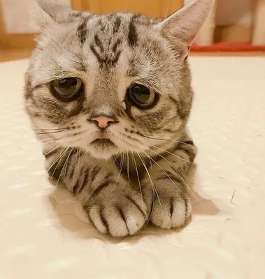Грустный котик говорит \"простите меня…» — создано в Шедевруме