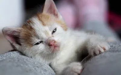 Pin by Грустный Пепе on Любите котиков? | Cats, Animals, Kitty