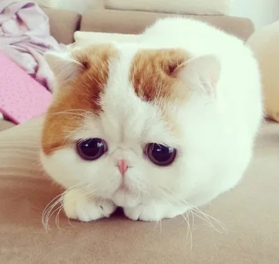 Фото Вислоухий котик с грустными глазами