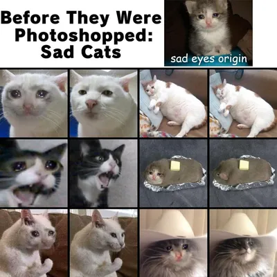 Самые грустные коты