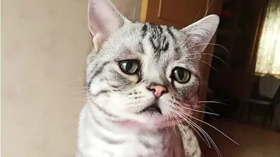😭В интернете найден очень грустный кот по кличке Миша. ⠀ Им можно  иллюстрировать то, что вас сильно расстраивает. Мы, например, грустим… |  Instagram