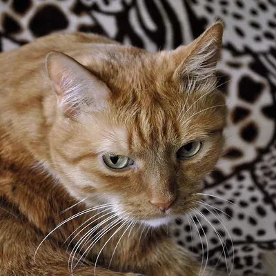 Портрет кота улицы Бездомный сиротливый кот Несчастный и грустный кот  Стоковое Изображение - изображение насчитывающей изолировано, разведенными:  145372539