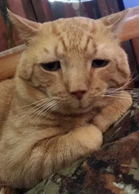 Самый грустный кот в мире