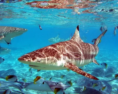 Акулы индийского океана (55 фото) - 55 фото