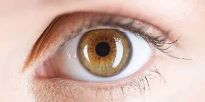 Зеленовато-карие глаза: какая национальность | Циничная Европа | Дзен