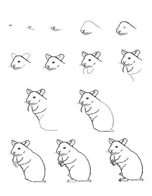 Как нарисовать хомяка карандашом | Рисунок для начинающих поэтапно |  Империя Пикчер | Дзен