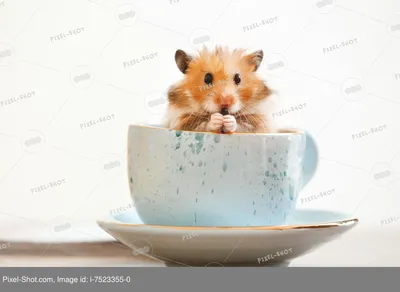 Любопытный смешной хомяк в чашке на столе :: Стоковая фотография ::  Pixel-Shot Studio