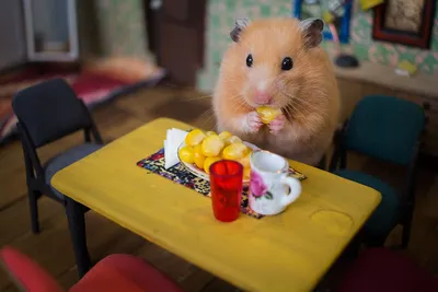 Город хомяков: масштабная миниатюра The Hungry Hungry Hamsters: Идеи и  вдохновение в журнале Ярмарки Мастеров