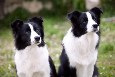 Бордер-колли: собаки-гипнотизёры, стремящиеся пасти всё живое | Пёсико |  Дзен