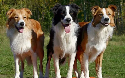 Бордер-колли: описание собаки, характер и фото породы