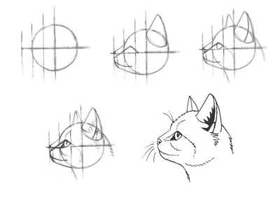 Как нарисовать кота карандашом. Подробный урок. - YouTube