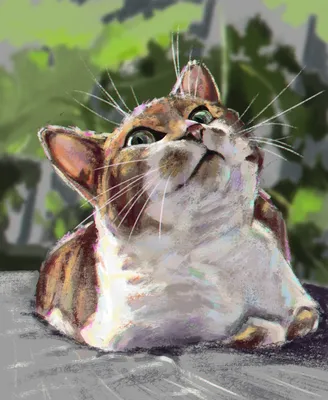 милые коты в разных позах PNG , милые кошки, кошки, иллюстрация кота PNG  картинки и пнг PSD рисунок для бесплатной загрузки