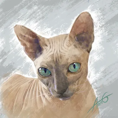 Раскраска Котенок сибирской кошки | Раскраски кошек. Рисунки кошек,  картинки кошек