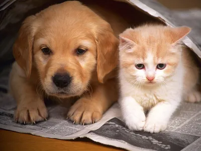Картинки кошек и собак обои