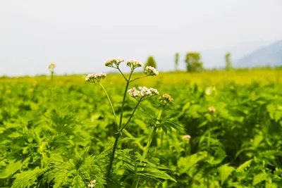 Какие лечебные травы нужно собирать летом и как правильно их заготавливать?  Отвечает специалист - Круглое NEWS