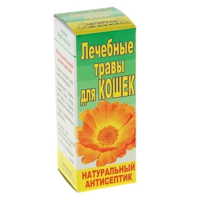 Полезные лекарственные растения для выращивания на даче - 27 июня 2020 -  НГС24.ру