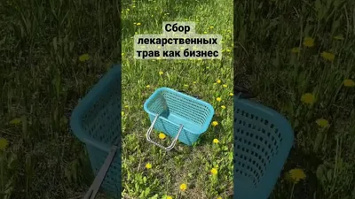 В Прикамье наступила пора сбора лекарственных трав - Российская газета