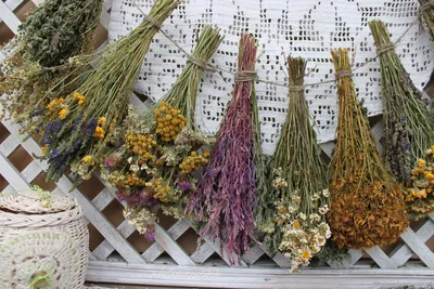Собери свой букет трав: 9 полезных лекарственных трав и растений средней  полосы России