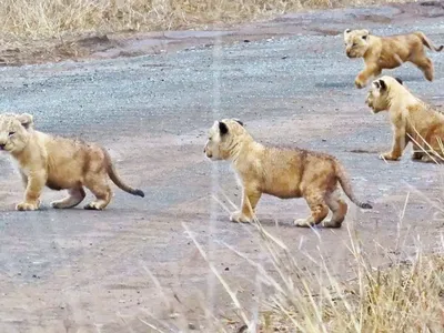 Семья лев львица львята играют …» — создано в Шедевруме