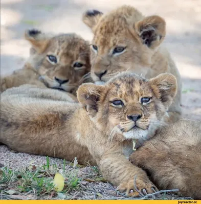 Обои лев, самка, львята, семья, африка, хищники картинки на рабочий стол,  фото скачать бесплатно