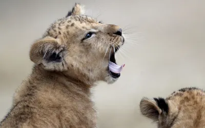 Сговорились: вслед за тигрятами в Барнаульском зоопарке родились львята
